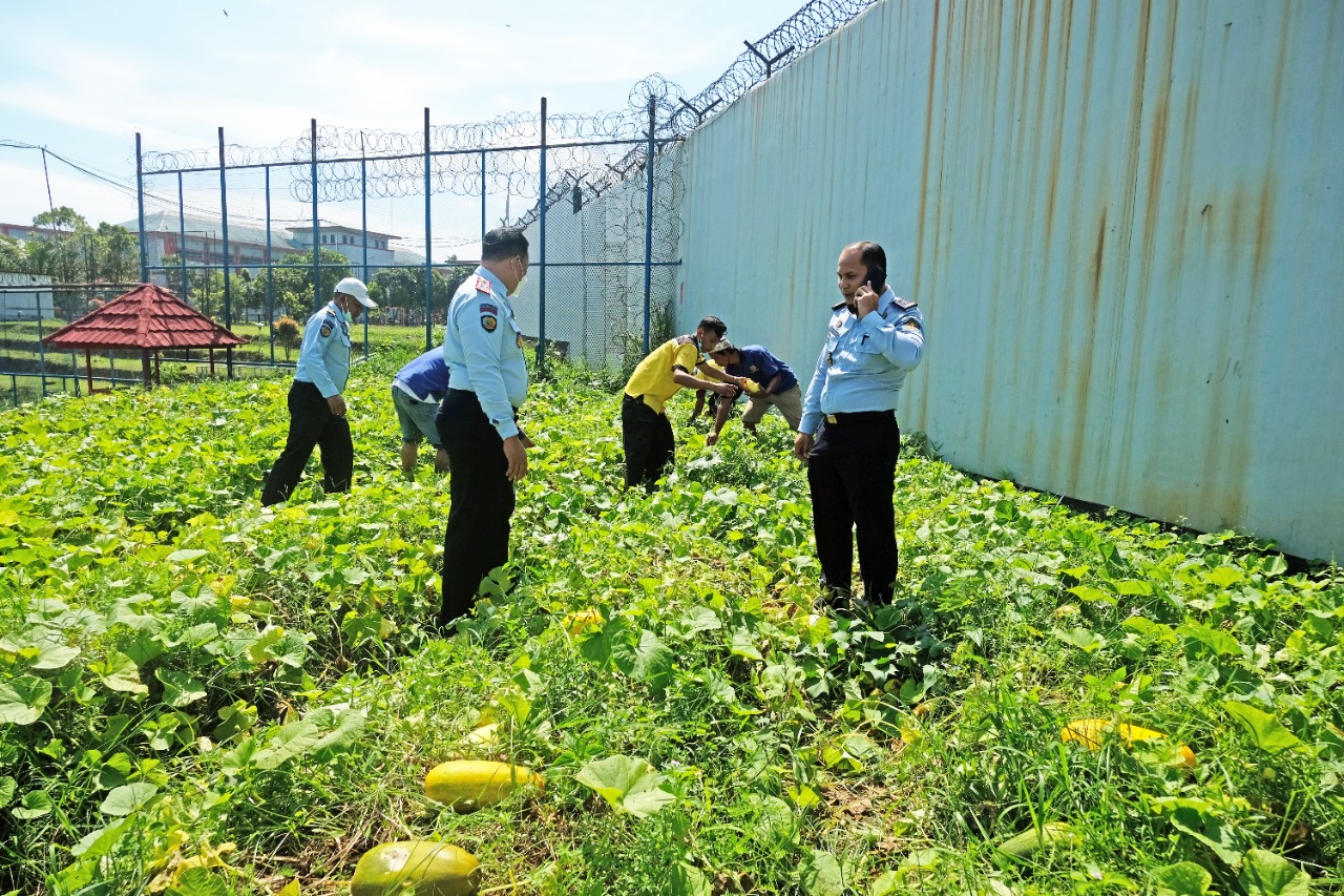 Panen Timun Suri, Rutan Kelas I Tangerang Sukseskan Program Pembinaan dan Kemandirian Kepada WBP di Bidang Pertanian