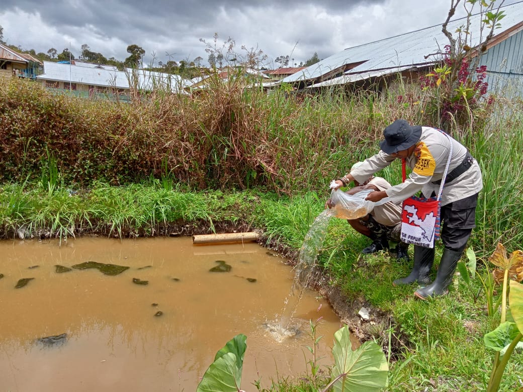 Binmas Noken Berikan 1000 Bibit Ikan Mas Kepada Masyarakat