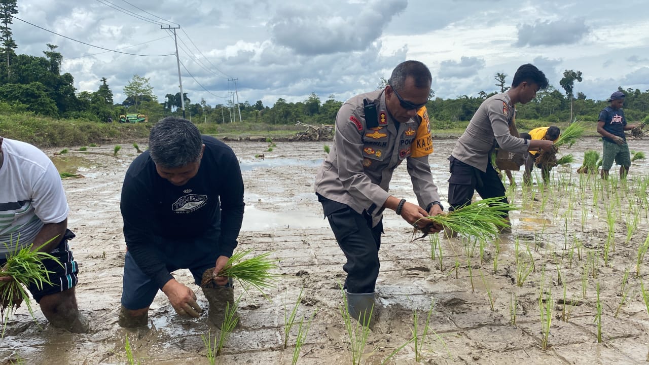 Percepat Peningkatakan Perekonomian, Ops Damai Cartenz-2022 Bantu Petani Semai Bibit Padi