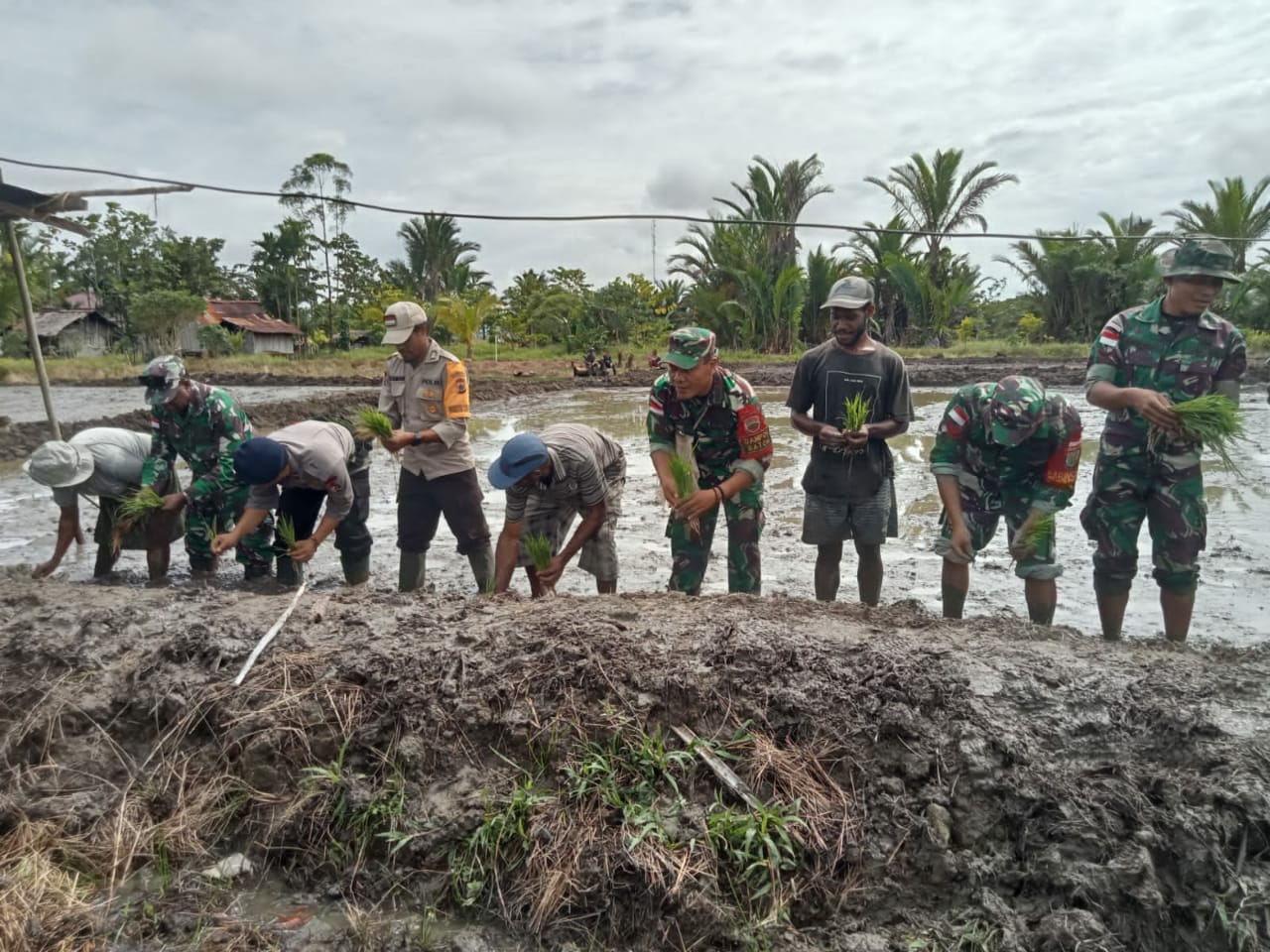 Sinergitas TNI-Polri Bersama Pemerintah dan Masyarakat Lakukan Penanaman Padi