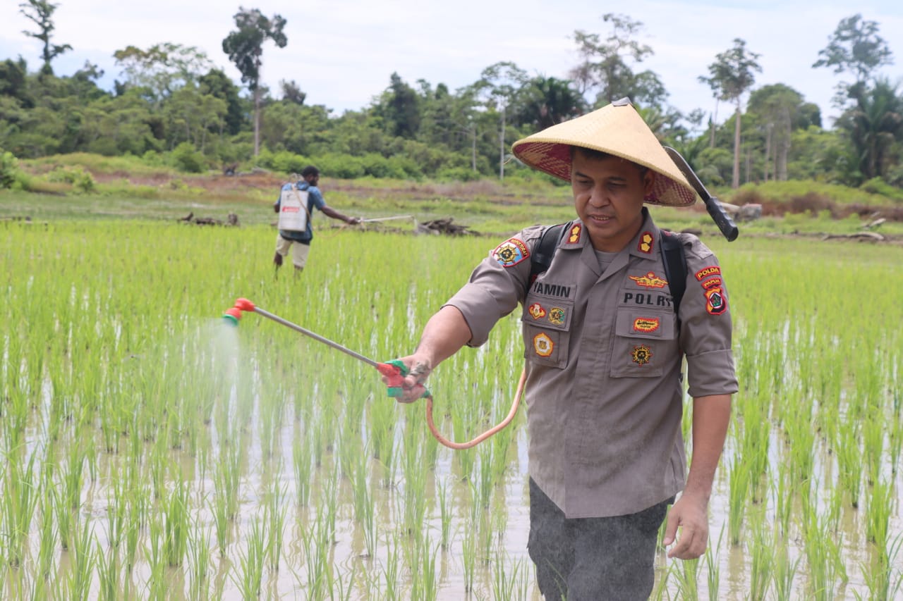 Tinjau Spot Pertanian Di Yahukimo, Wakasatgas Binmas Turun Langsung Pupuk Padi