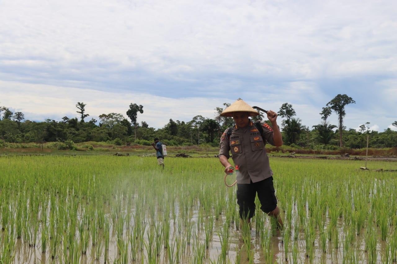 Tinjau Spot Pertanian di Yahukimo, Wakasatgas Binmas Turun Langsung Pupuk Padi