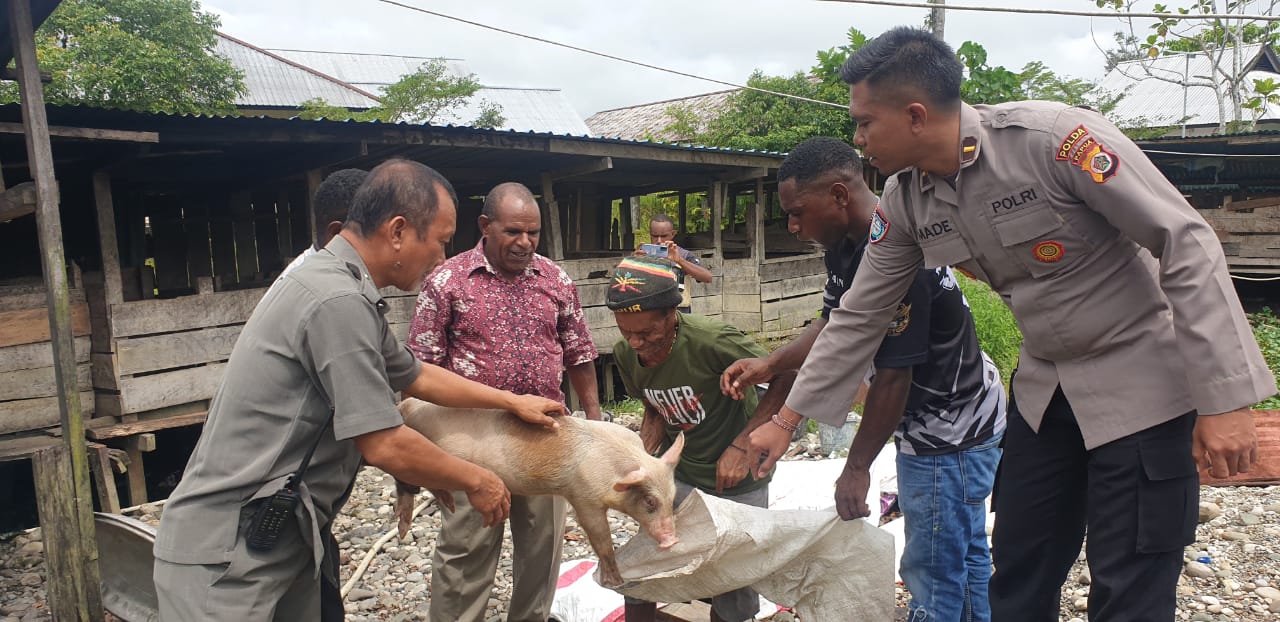 Satgas Binmas Kembali Bagikan Sepasang Bibit Ternak Bibi Kepada Masyarakat di Yahukimo