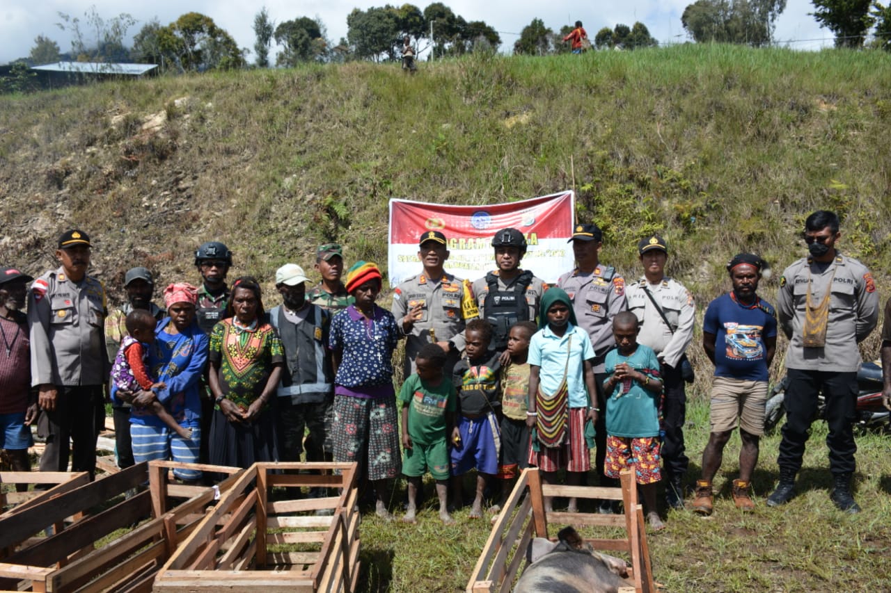 Binmas Noken Berikan Bantuan Ternak Babi Pada Prosesi Adat Bakar Batu Di Intan Jaya