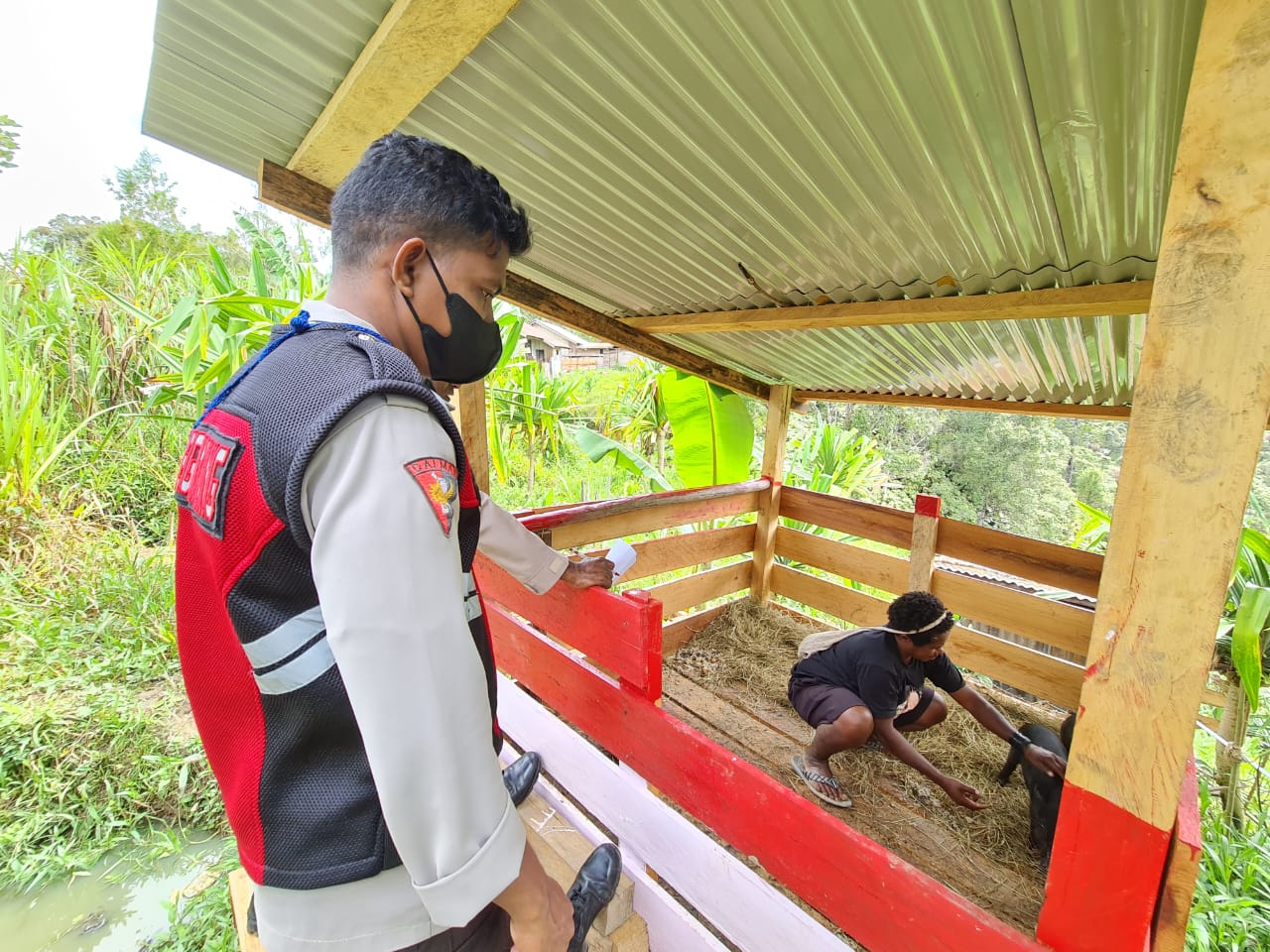 Kunjungi Spot Peternakan, Binmas Noken Ops Damai Cartenz Pantau Perkembangan Ternak Babi