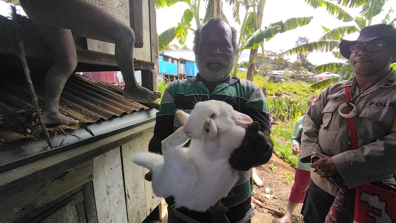 Kepala Suku Bilogai : Budidaya Kelinci Bisa Jadi Alternatif Ternak di Intan Jaya
