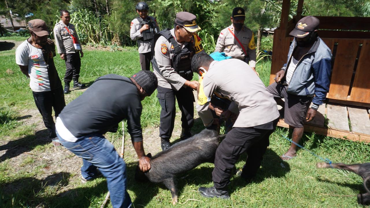 Ops Damai Cartenz Wilayah Puncak Berikan Bantuan Bibit Ternak Hewan Untuk Masyarakat
