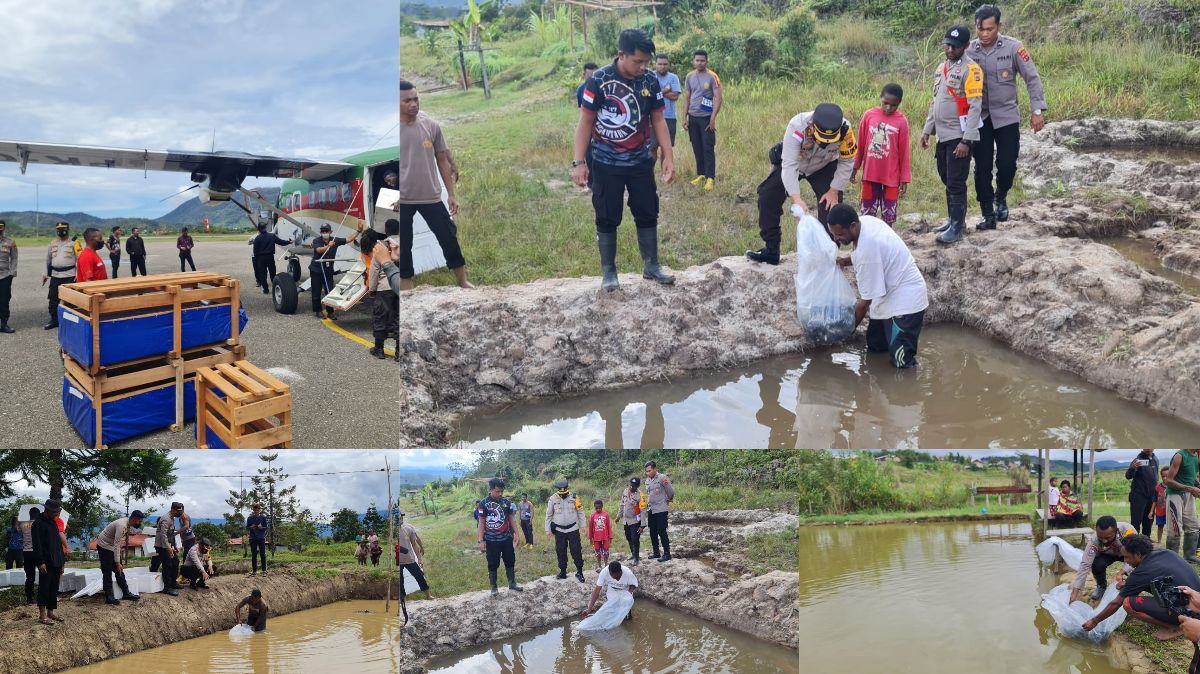 Berdayakan Masyarakat, Binmas Noken Ops Damai Cartenz di Pegunungan Bintang Berikan Bantuan Bibit Ikan Mujair Ribuan Ekor