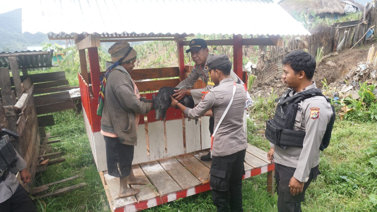 Ops Damai Cartenz Kembali Berikan Bantuan Bibit Hewan Ternak Untuk Masyarakat