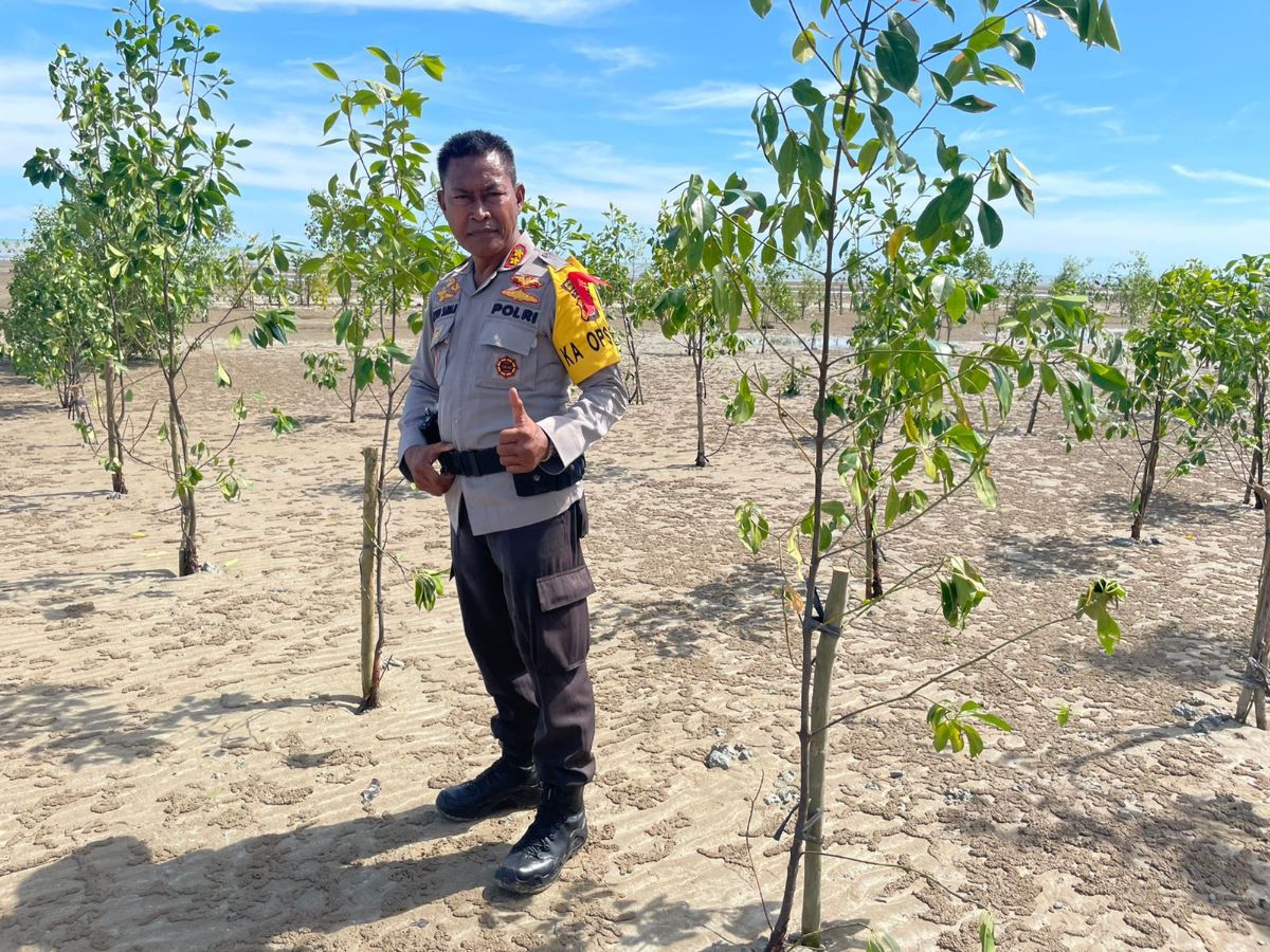 Kapolres Merauke mengajak Masyarakat Suku MARIND Suku AUYU Suku MUYU dan Pemuda Maluku menanam Ribuan pohon Mangrove