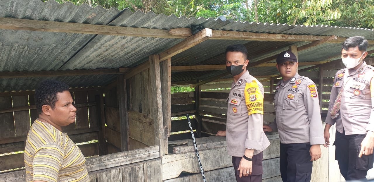 Maksimalkan Program Kasuari, Binmas Noken Cek Peternakan Babi di Yahukimo