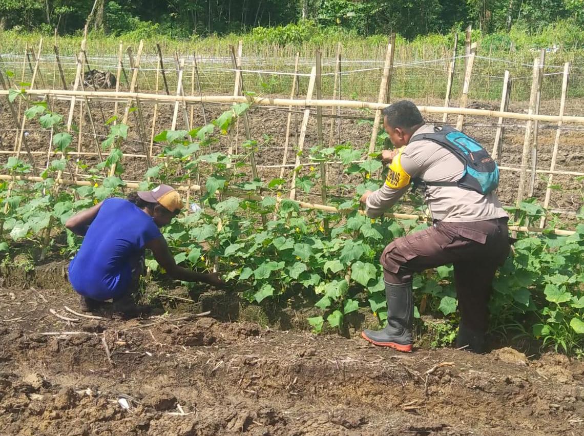Binmas Noken Terus Berikan Pendampingan Untuk Hasilkan Panen Yang Memuaskan