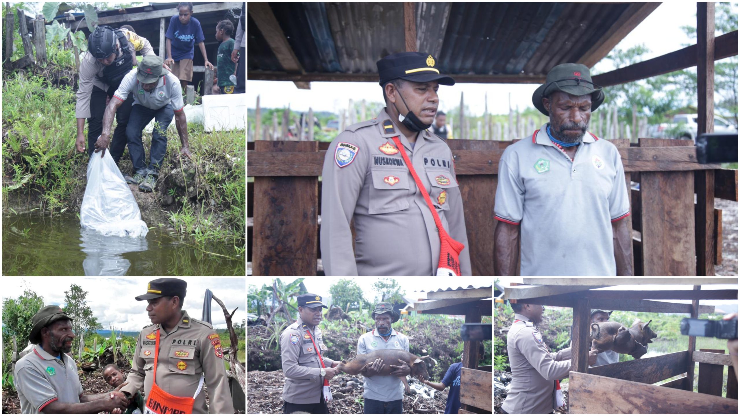 Binmas Noken Wilayah Nduga Serahkan Sepasang Ternak Babi Dan 1.000 Ekor Bibit Ikan Kepada Kepala Suku Lany Nduga