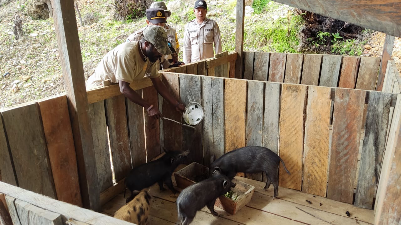 Sejahterakan Masyarakat, Binmas Noken Pantau Perkembangan Ternak Hewan Milik Warga Binaan