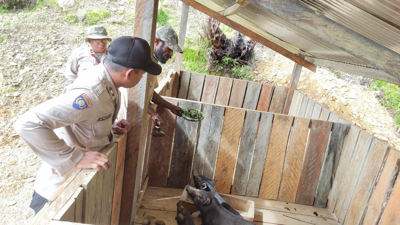 Sejahterakan Masyarakat Kabupaten Intan Jaya, Binmas Noken Pantau Perkembangan Ternak Hewan Milik Warga Binaan