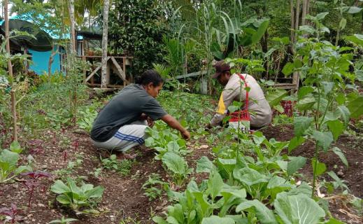 Perhatian Binmas Noken Yapen Pada Produk Pertanian Masyarakat Melalui Program Kasuari