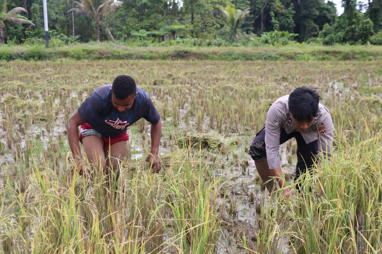 Wujudkan Kesejahateraan Masyarakat, Ops Damai Cartenz-2022 Panen Padi 1 Hektar Sawah di Yahukimo