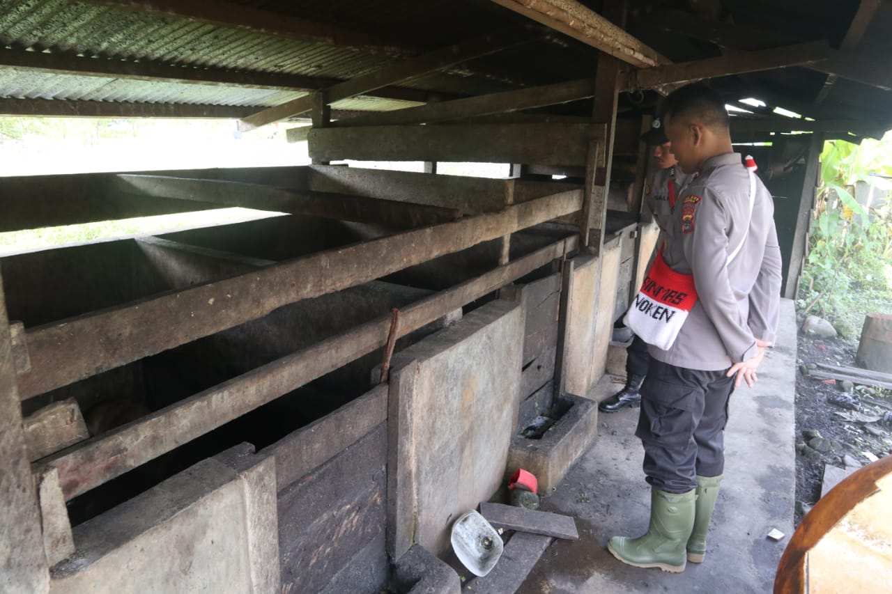 Pantau Perkembangan Ternak, Binmas Noken Rutin Lakukan Pengecekan Spot Peternakan Di Nduga