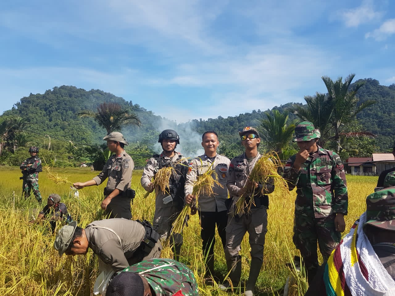 Satgas Preventif Ops Damai Cartenz bersama TNI dan Masyarakat Lakukan Panen Raya Padi Bersama