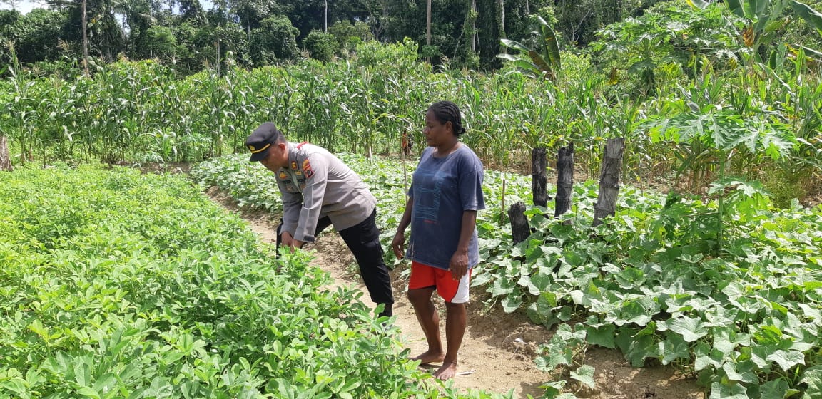 Binmas Noken Sasar Masyarakat Asli Papua Dalam Mengembangkan Wawasan di Bidang Pertanian