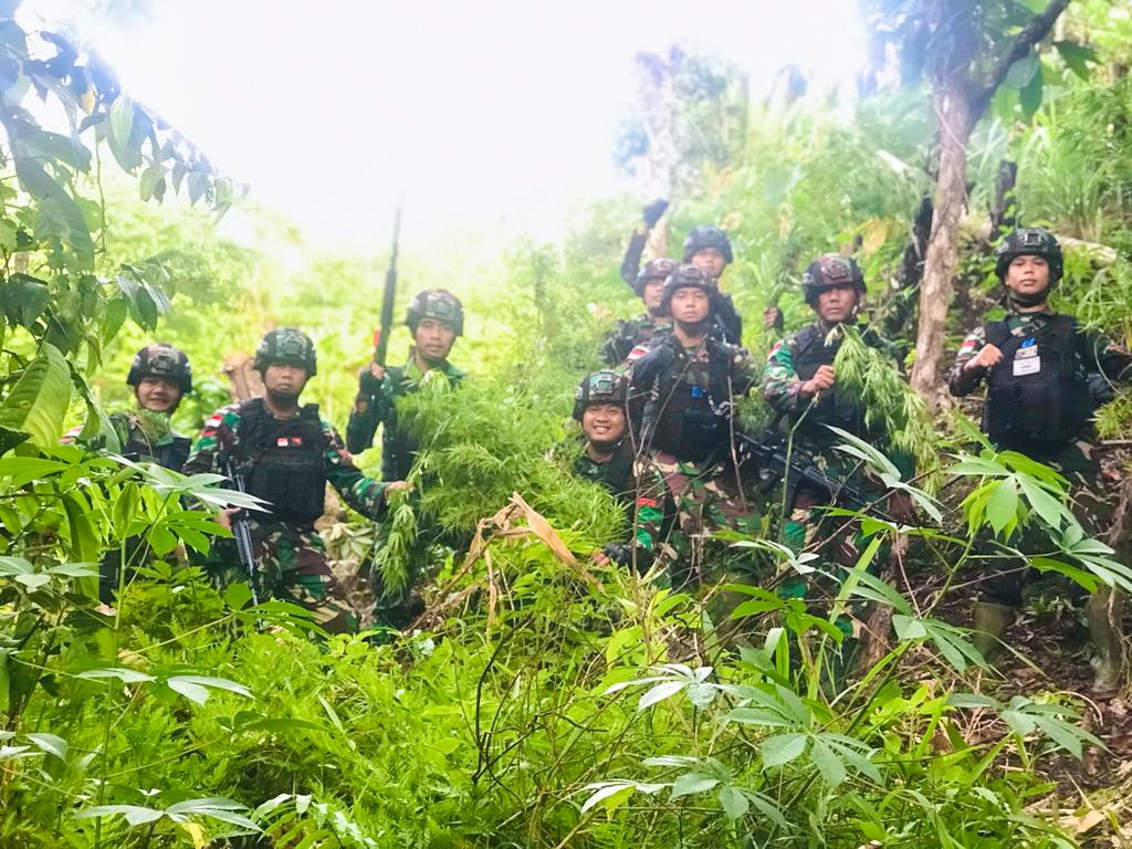 Breaking News: TNI Kembali Temukan Ladang Ganja Seluas Lima Hektar di Perbatasan RI-PNG