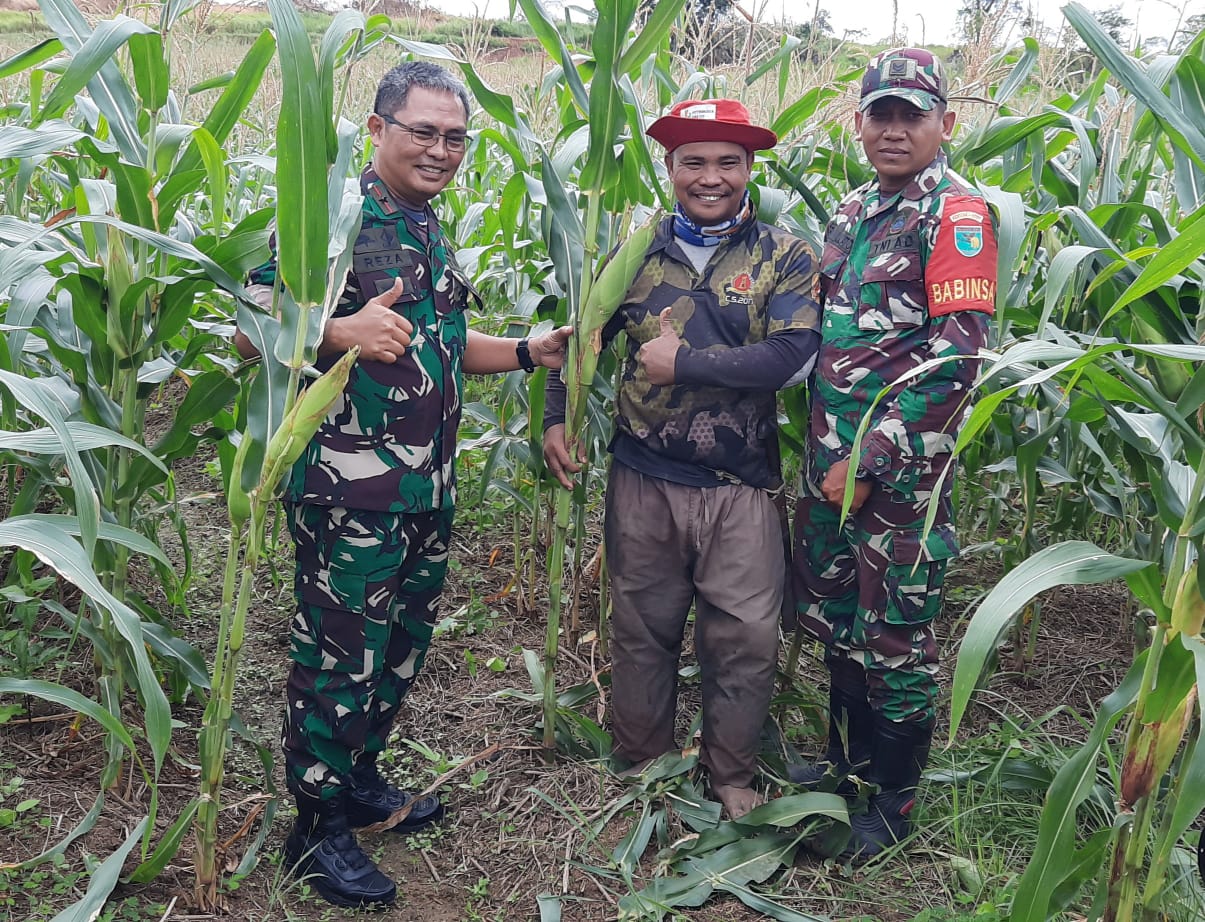 Danrem 174 Merauke Tinjau Lahan Tanaman Jagung Percontohan Program Korem 174/ATW