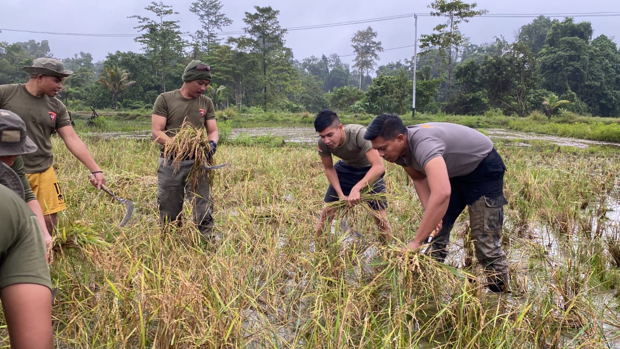 Buktikan Hasil Program Kasuari, Satgasres Binmas Noken Ops Damai Cartenz-2022 Yahukimo Panen Padi