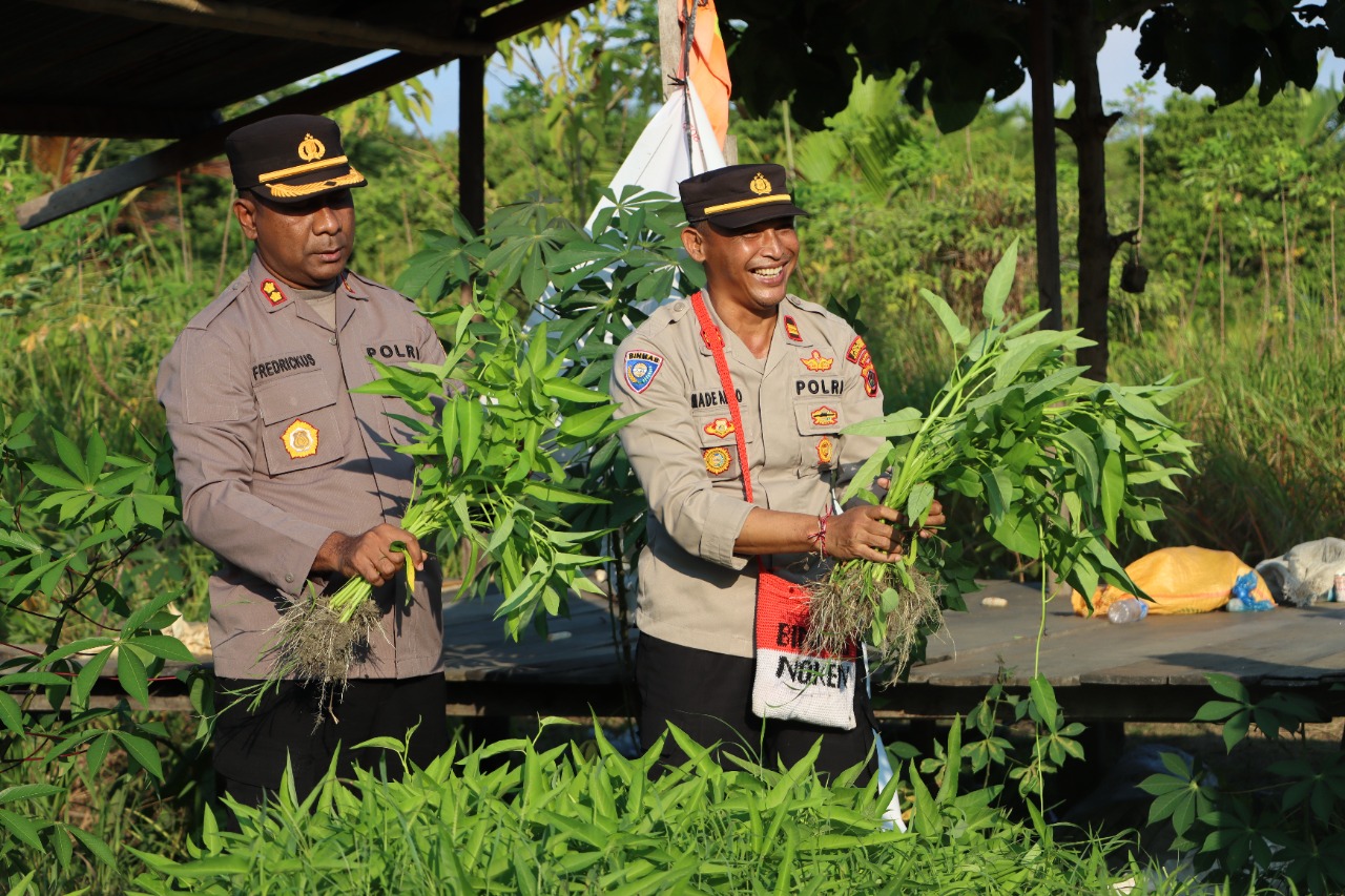 Kapolres Jayapura Lakukan Panen Perdana di Perkebunan Binaan Binmas Polres Jayapura