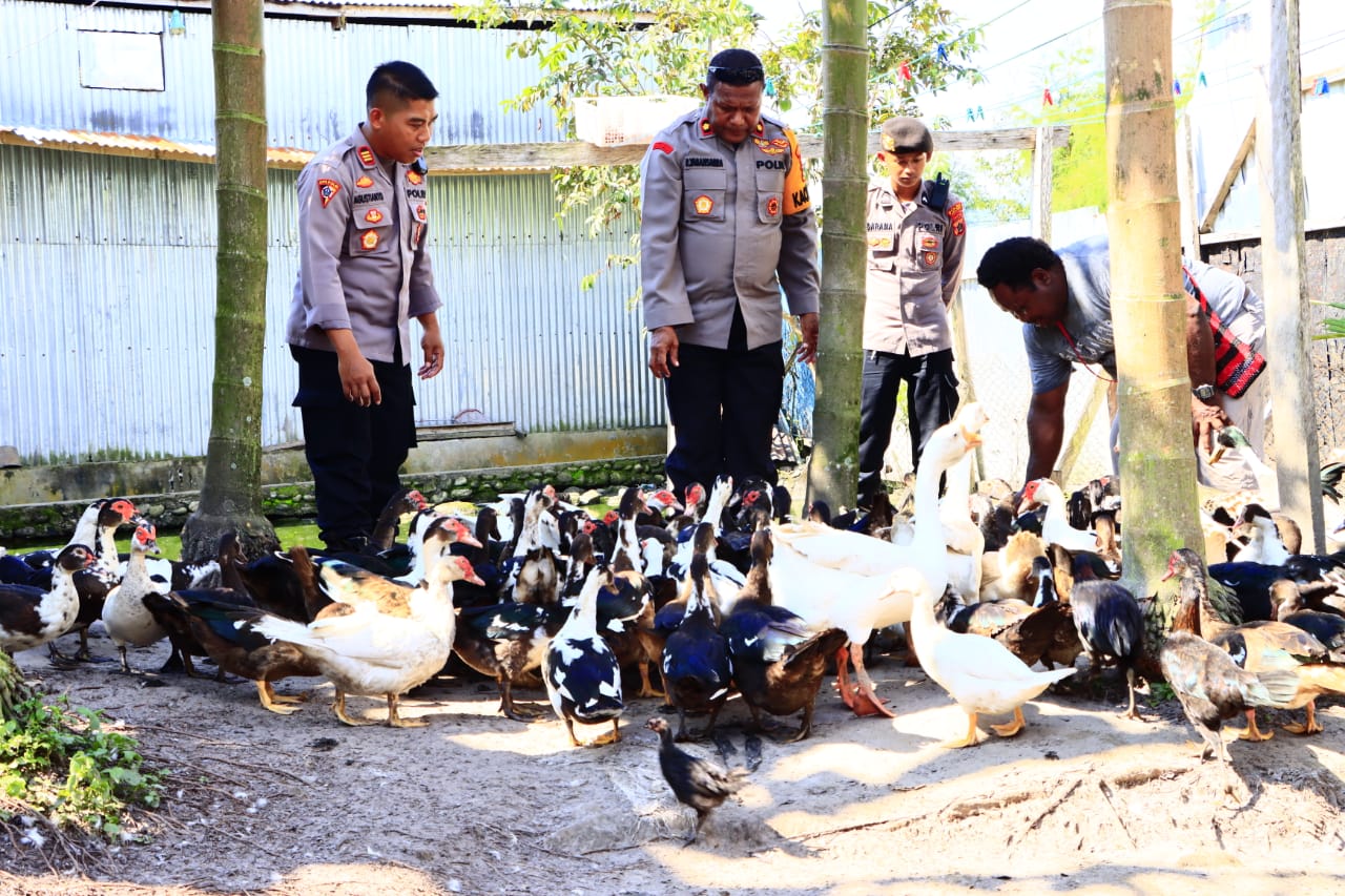 Hasilkan Puluhan Ekor Bebek, Kapolres Yalimo Tinjau Desa Binaan Binmas Noken