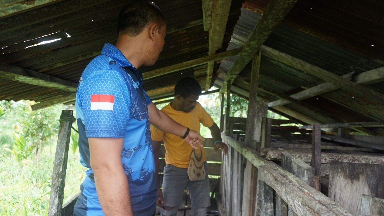 Kasuari, Binmas Noken Wilayah Timika Terus Lakukan Kontrol dan Rawat Ternak Babi