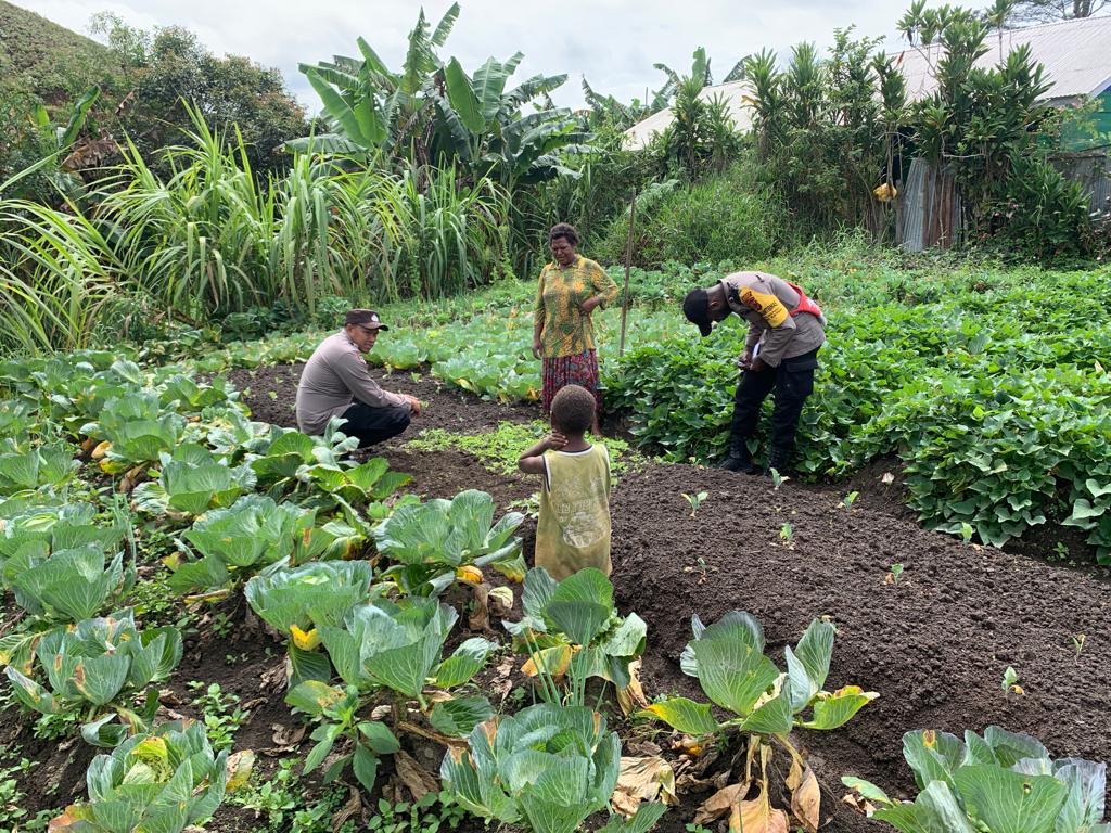 Ciptakan Ketahanan Pangan, Binmas Noken Dogiyai Cek Spot Pertanian