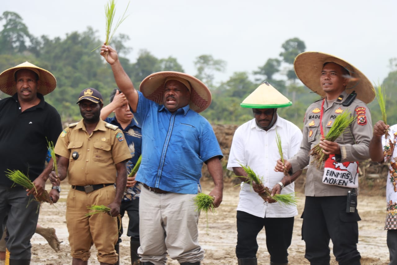 Wujudkan Ketahanan Pangan, Pemda Yahukimo Gelar Acara Tanam Padi Serentak