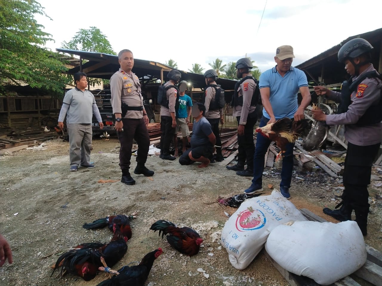 Polsek Muara Tami Grebek Judi Sabung Ayam, Tiga Pelaku Diamankan Beserta BB