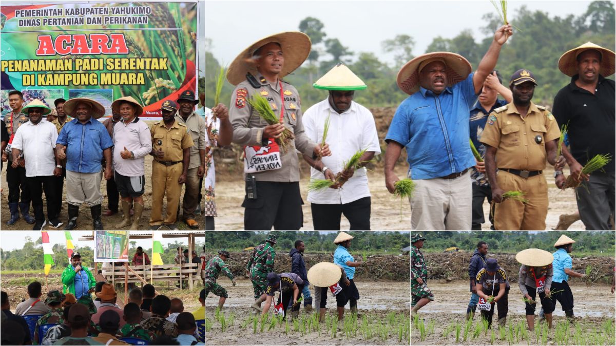 Wujudkan Ketahanan Pangan, Pemda Yahukimo Gelar Acara Tanam Padi Serentak