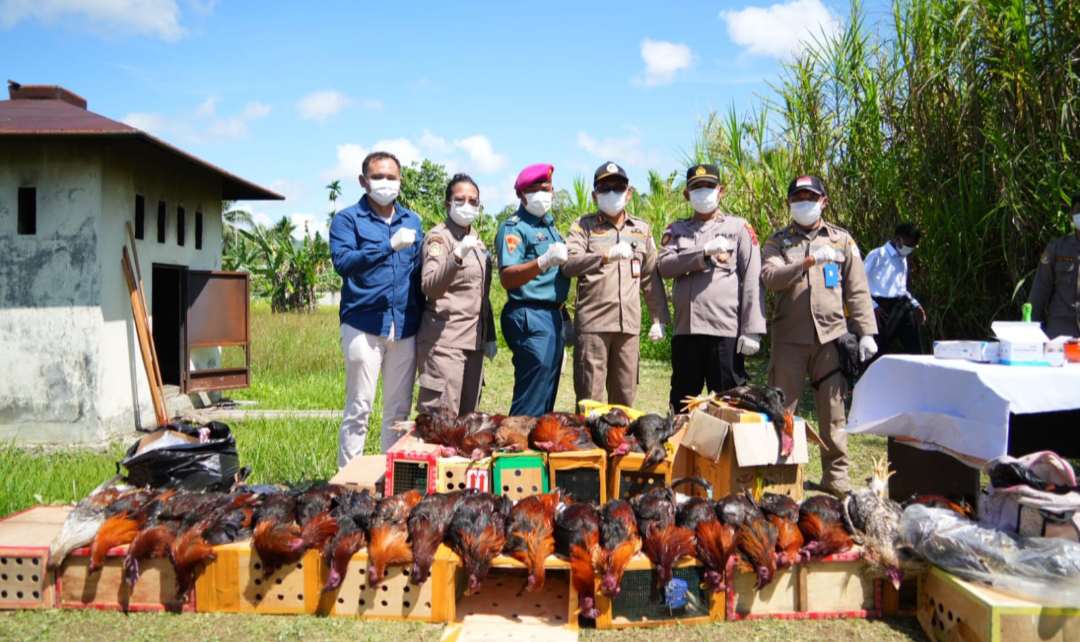 Cegah Flu Burung Karantina Musnahkan Puluhan Ayam Bernilai Lebih Dari 150 Juta Rupiah