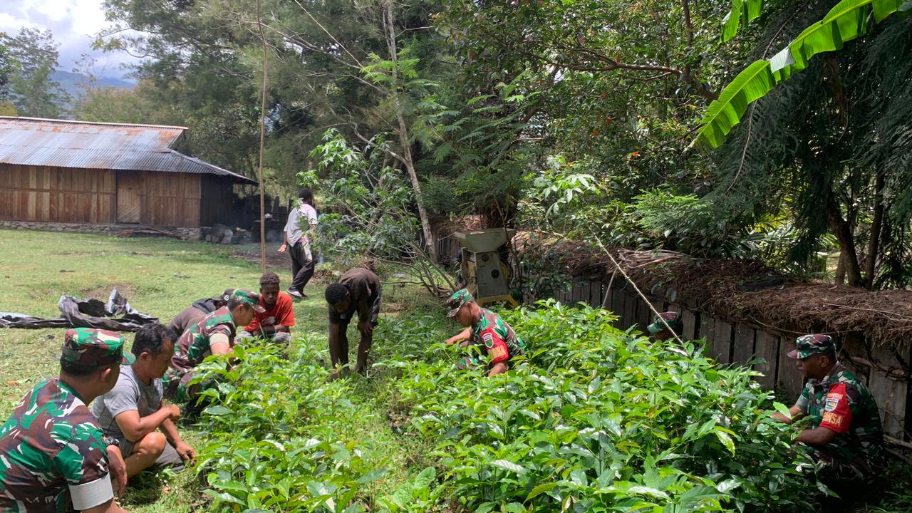 Babinsa Koramil 1702-01/Wamena Laksanakan Pendampingan Petani Kopi Yagara Wamena