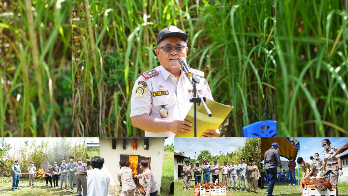Bendung Ancaman Flu Burung Dari Unggas Ilegal Karantina Lakukan Pemusnahan