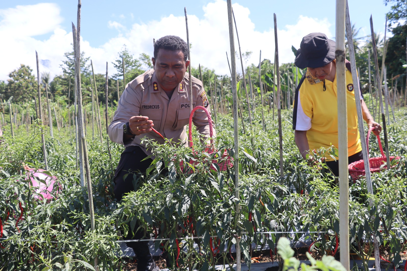 Ditanam 4 Bulan Lalu, Kapolres Jayapura Panen Cabe Keriting di Sentani