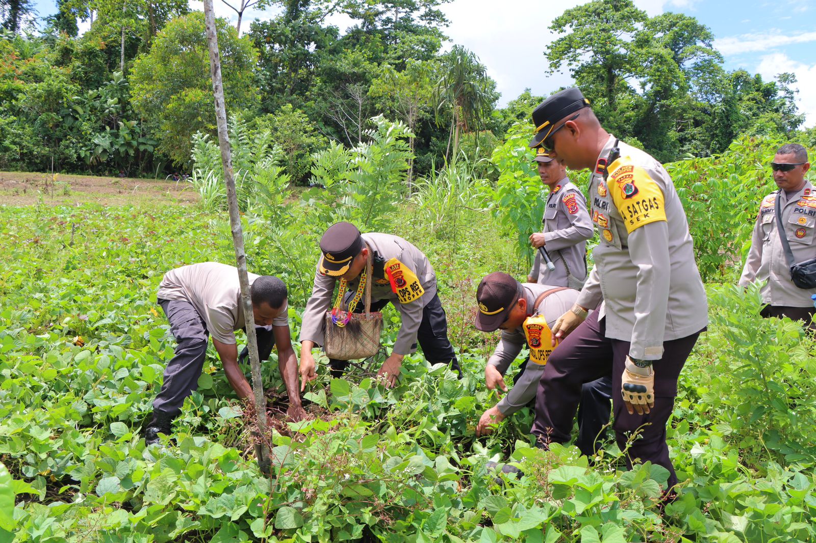 Kebun Presisi Polsek Masirei, Langkah Strategis Menuju Ketahanan Pangan Lokal