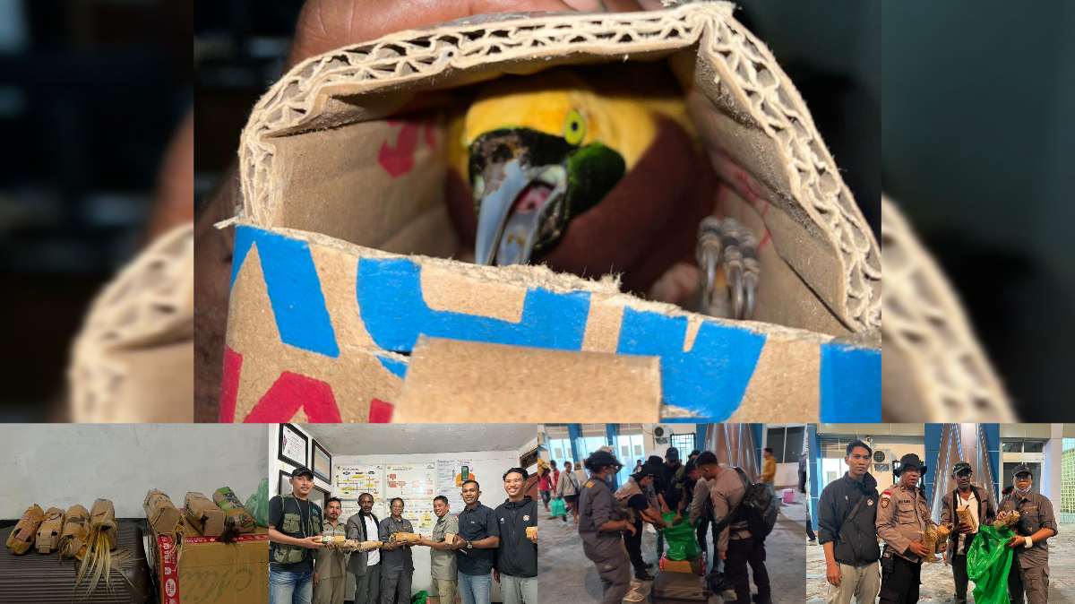 Karantina Jayapura Gagalkan Aksi Kejam Penyelundupan 7 Ekor Cendrawasih Dibungkus Karton