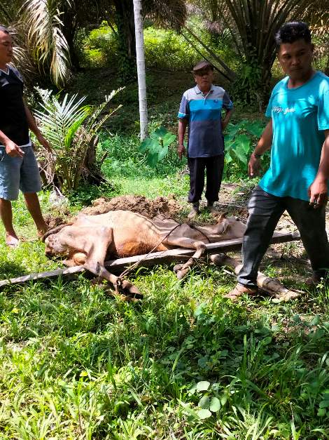 2 Ekor Lembu Ketahanan Pangan Gunung Kelambu Mati, 6 Ekor Lagi Segar Bugar