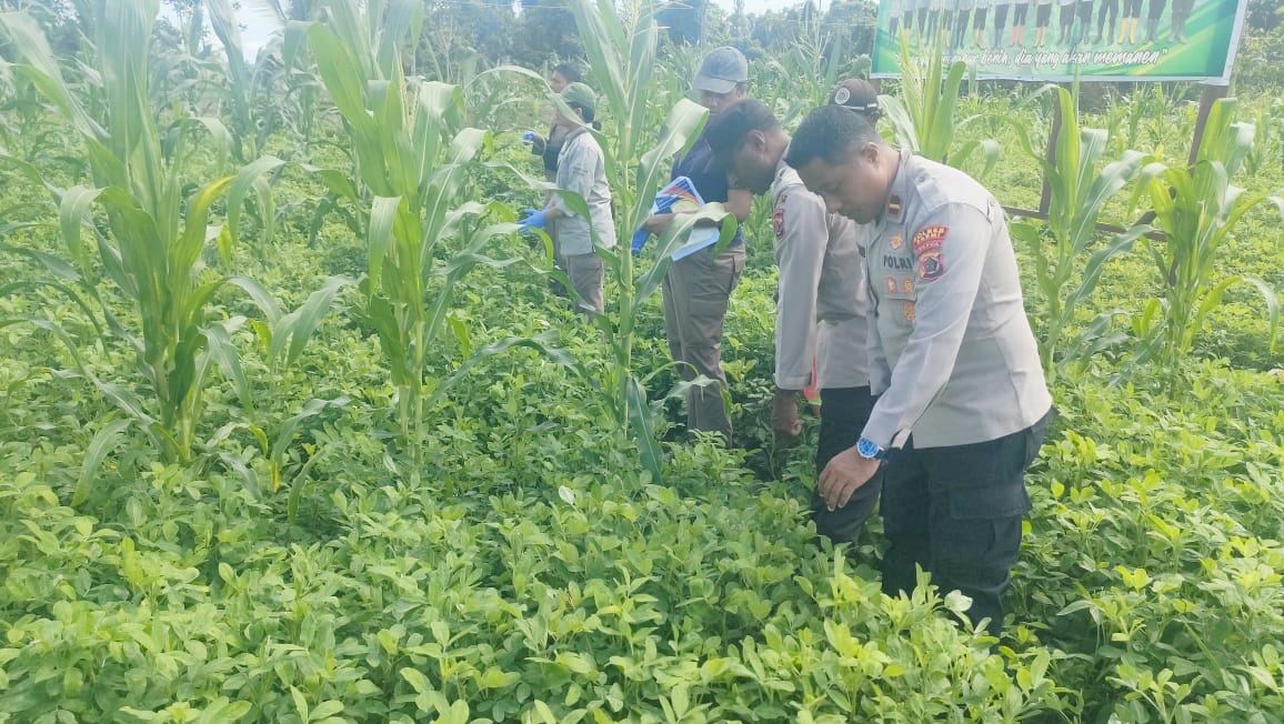 Observasi hama tanaman Kacang Tanah dan Jagung di Kebun Ketahanan Pangan Polsek Bonggo