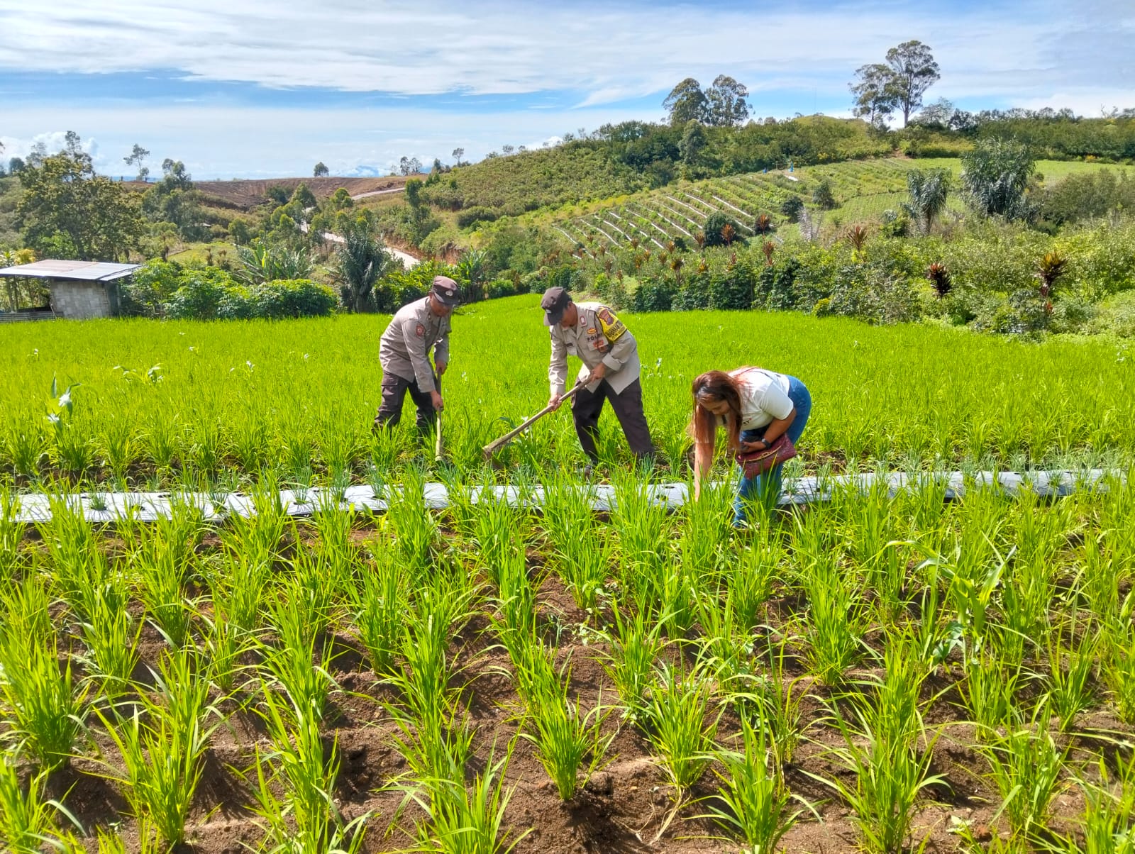 Kolaborasi Polri dan Masyarakat Simalungun Tingkatkan Ketahanan Pangan Lewat Penanaman Padi Sigambiri