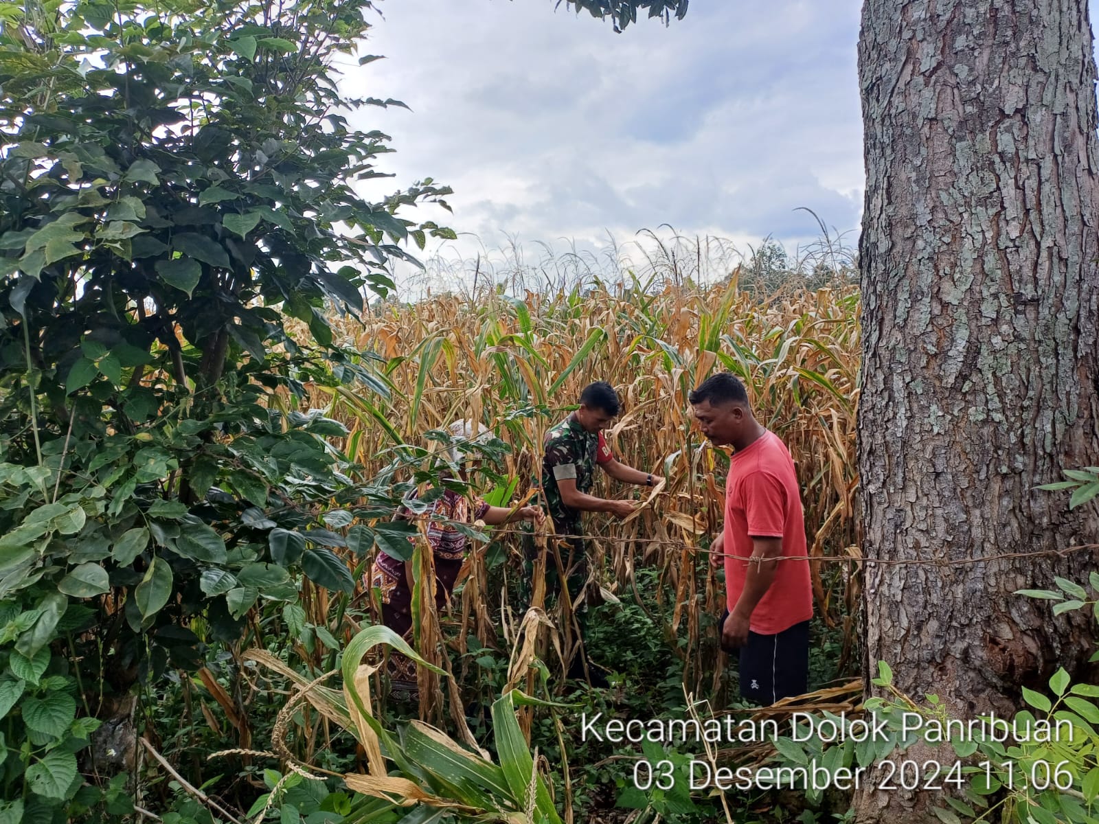 Babinsa Dampingi Petani Panen Jagung di Nagori Dolok Tomuan