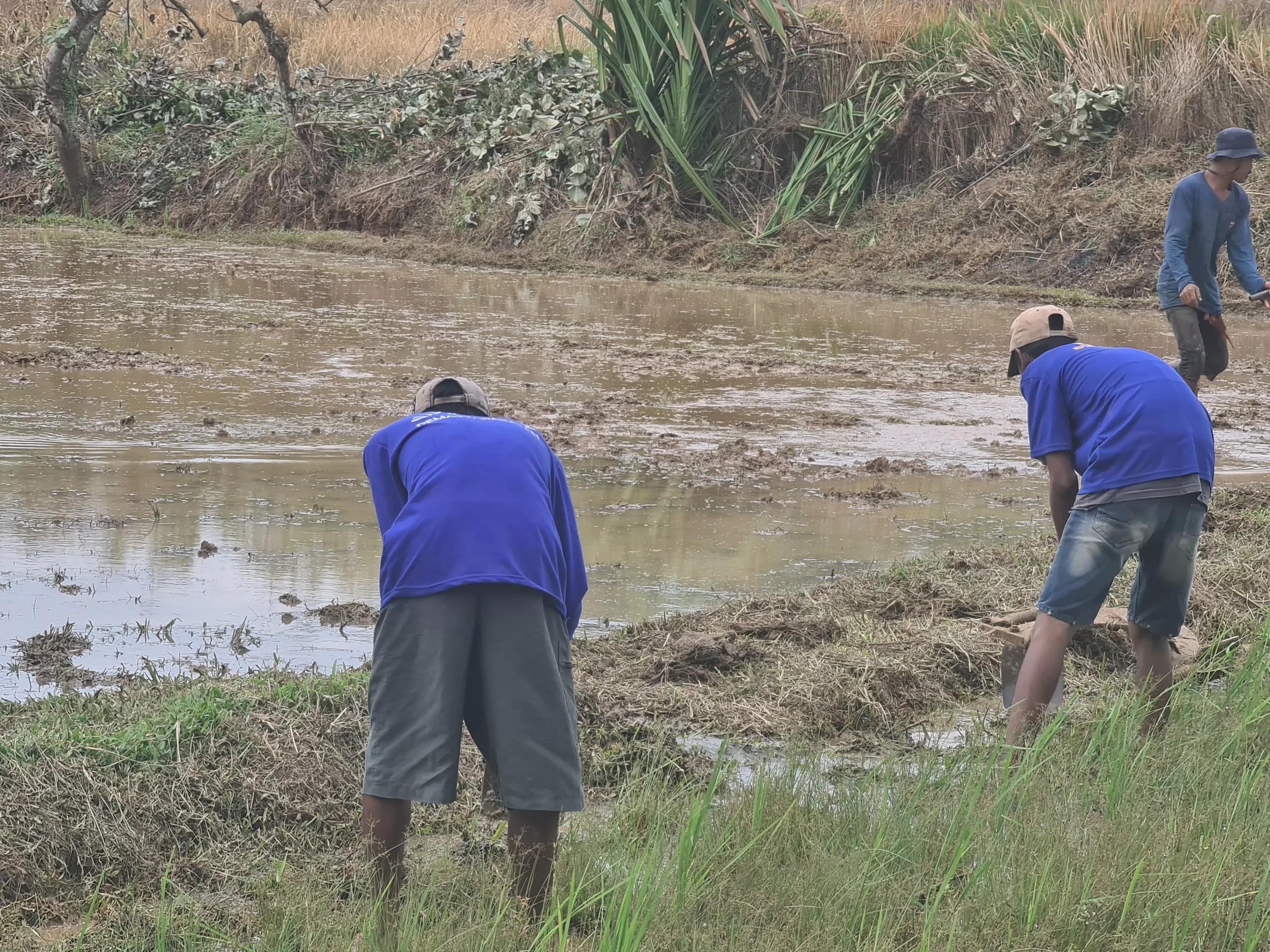 Sinergi untuk Ketahanan Pangan: Warga Binaan Rutan Tangerang dan Kelompok Tani Garap Lahan Sawah