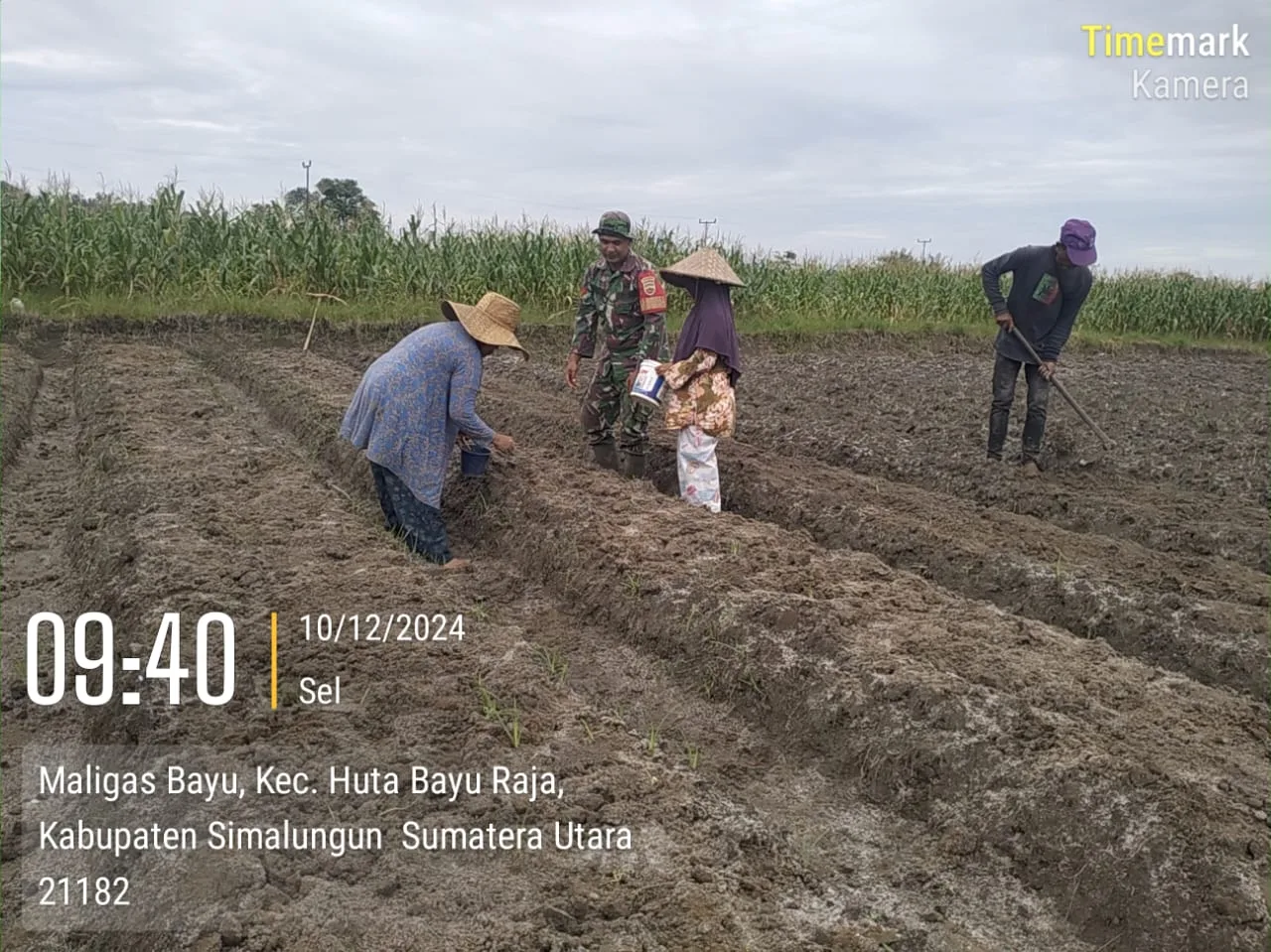Dalam upaya mendukung ketahanan pangan lokal Babinsa Bantu Petani Buat Bentengan untuk Tanam Bibit Sayuran