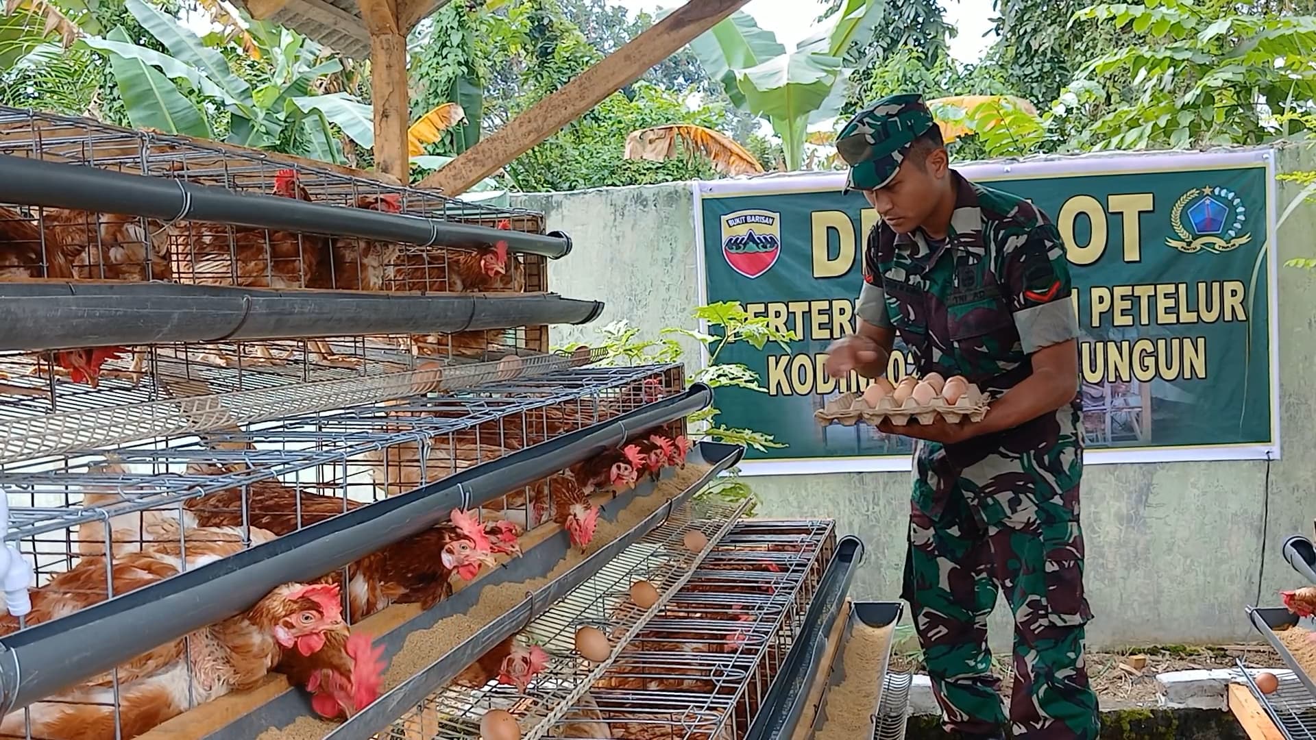 Dukung Ketahanan Pangan di Simalungun, Kodim 0207/Simalungun Ternak Ayam Petelur