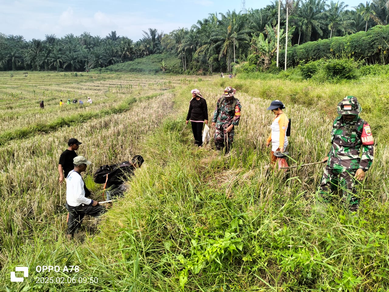 Bantu Petani Kendalikan Hama, Personil Koramil 03/Siantar Selatan Turun ke Sawah Berburu Tikus