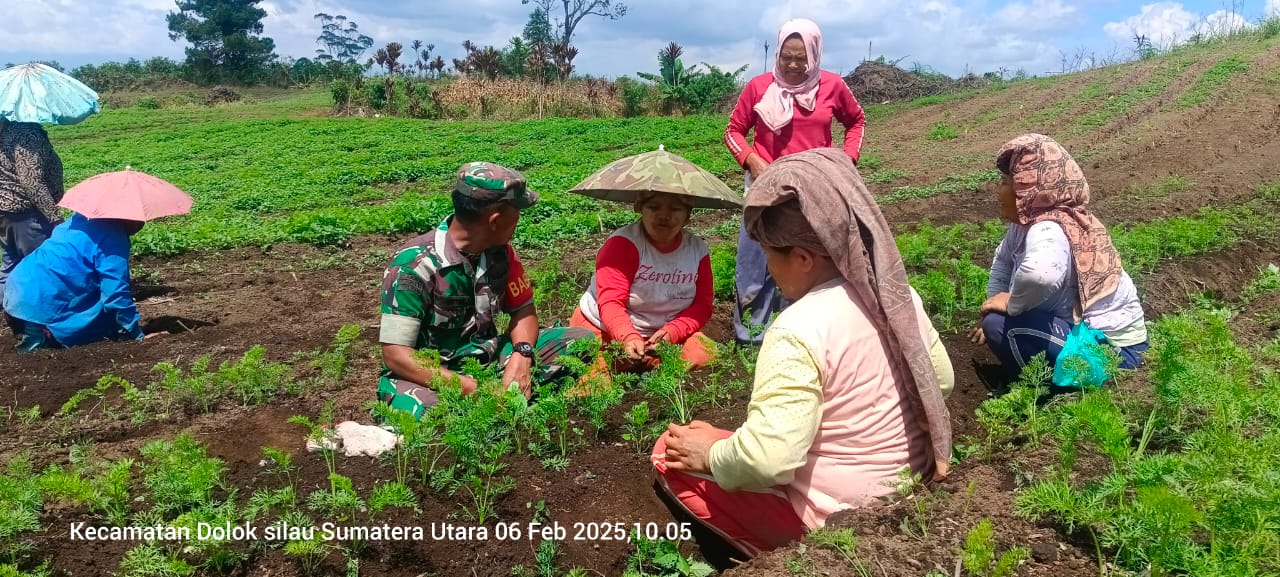Babinsa Koramil 18/Dolok Silau Bantu Petani Wortel, Apresiasi Upaya Pemberdayaan Warga