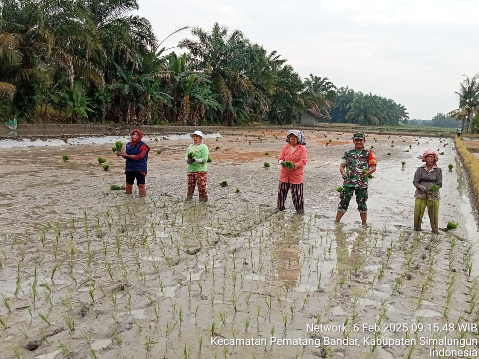 Dalam mendukung Pemerintah Daerah dalam mewujudkan ketahanan pangan, Babinsa Perdagangan Bantu Petani Tanam Padi